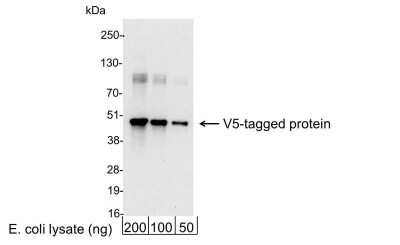 Western Blot: V5 Epitope Tag Antibody [Biotin] [NB600-381B] - 200, 100, or 50 ng of E. coli whole cell lysate expressing a multi-tag fusion protein. Antibody used at 0.04 ug/ml (1:25,000). Detection: Streptavidin-HRP (0.1 ug/ml) and chemiluminescence with an exposure time of 10 seconds.